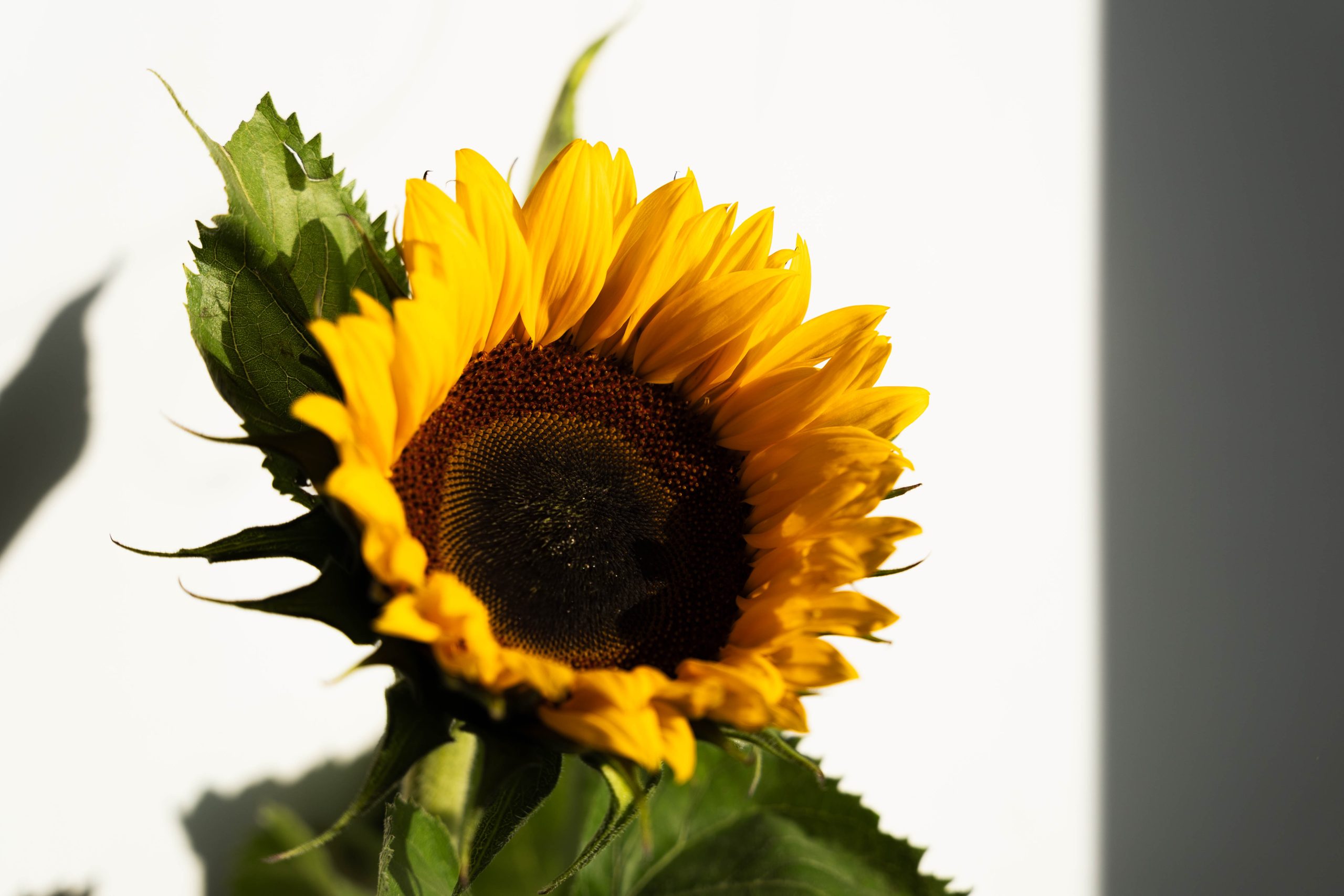 Helianthus – Zonnebloem-3